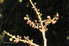 Syzygium tamilnadensis